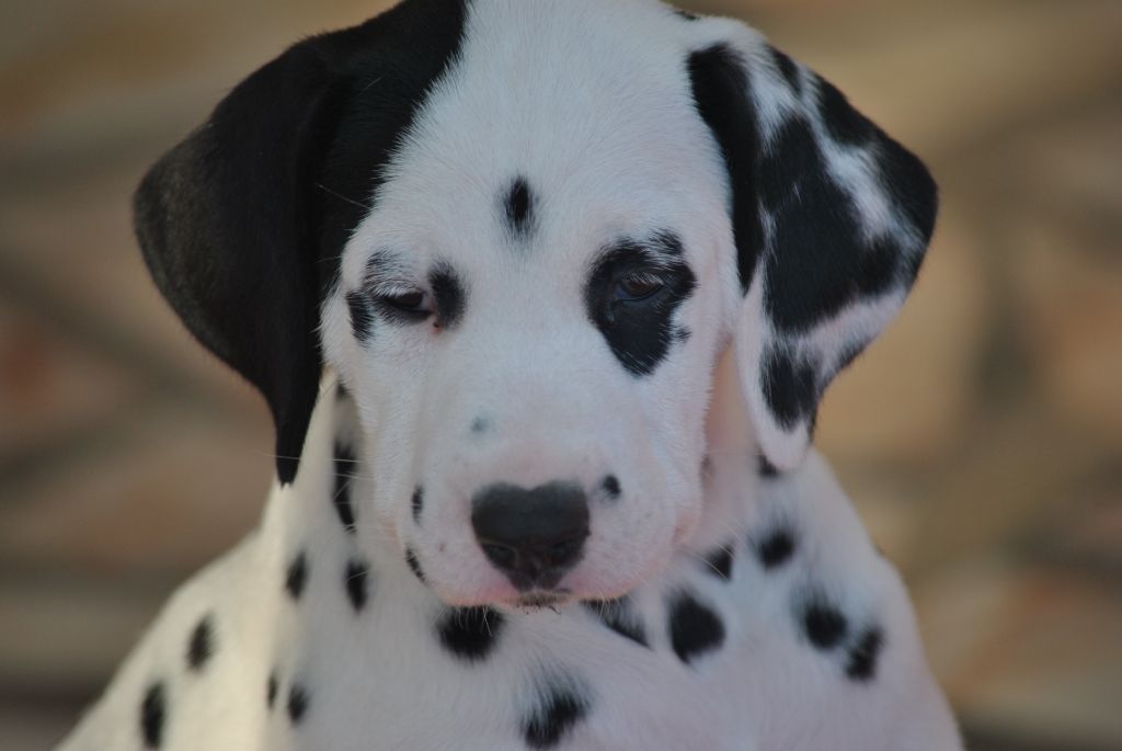 de la vallée de la Chesnaie - Dalmatien - Portée née le 18/02/2020